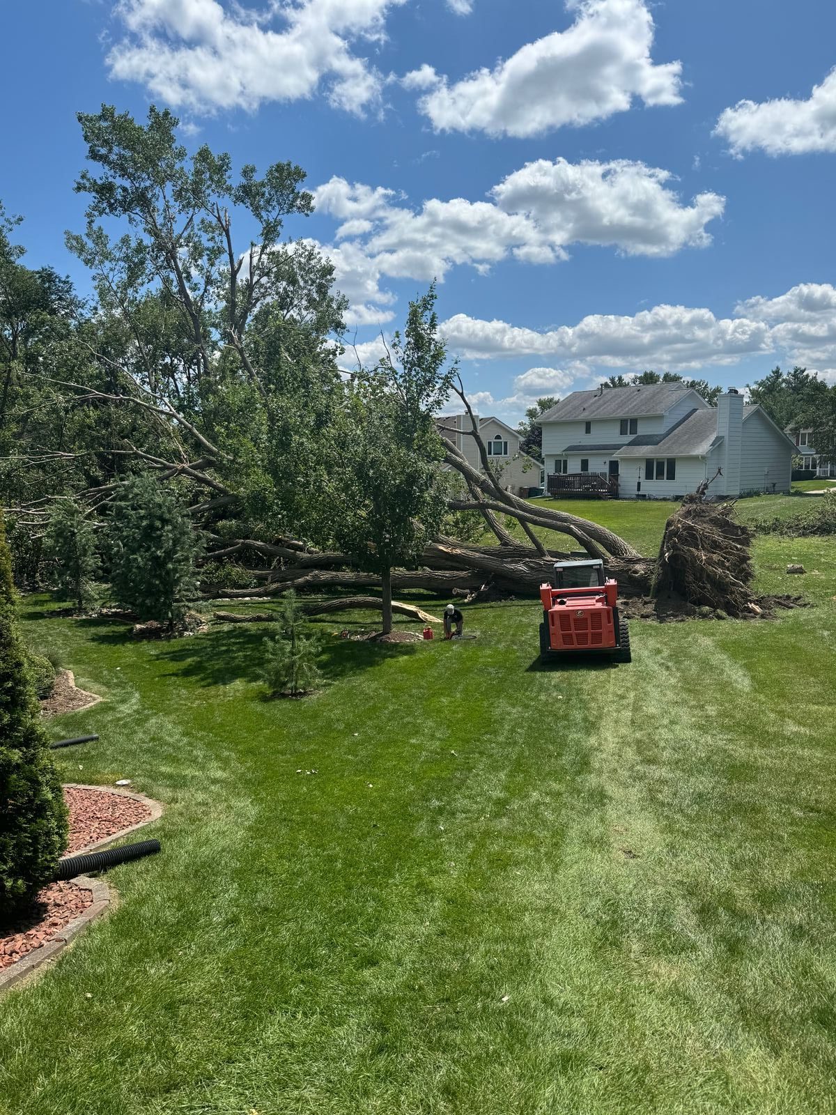 Tree removal